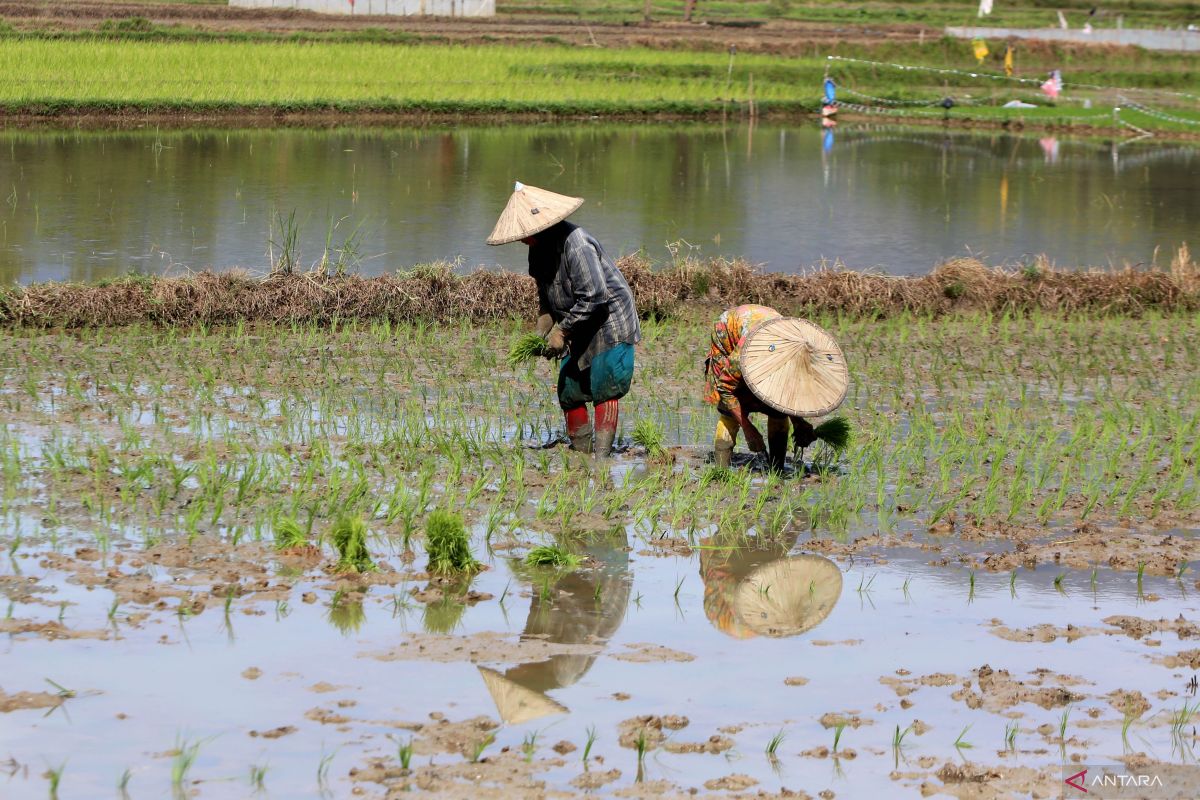 Reforma Agraria Dorong Petani Gurem Naik Kelas dan Lebih Sejahtera